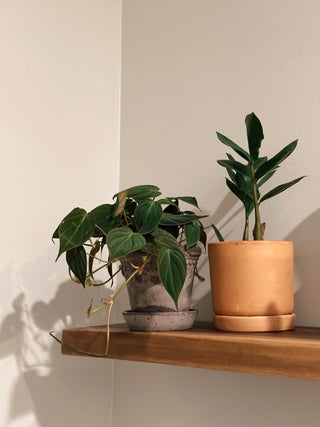 Two potted plants on a wooden shelf against a plain wall.