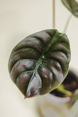 Alocasia Cuprea Red Secret