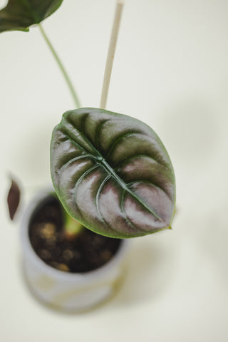 Alocasia Cuprea Red Secret