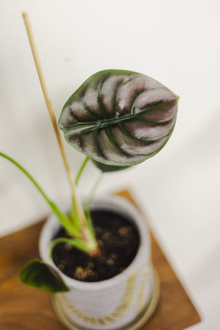 Alocasia Cuprea Red Secret