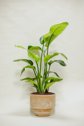 White Bird of Paradise
