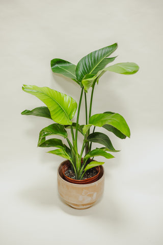 White Bird of Paradise