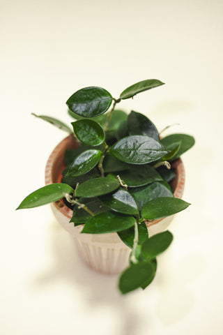 Hoya Chouke