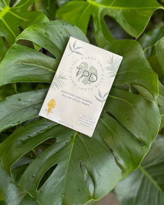 Monstera Sticky Traps