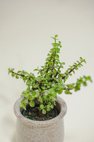 Jade Bonsai Tree