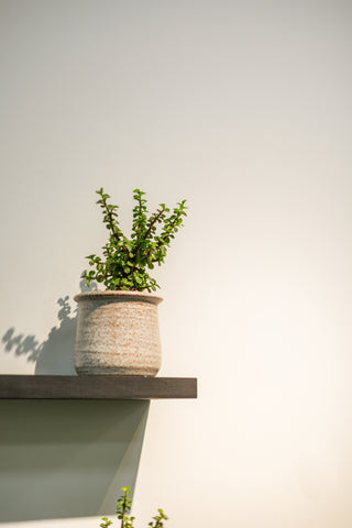 Jade Bonsai Tree