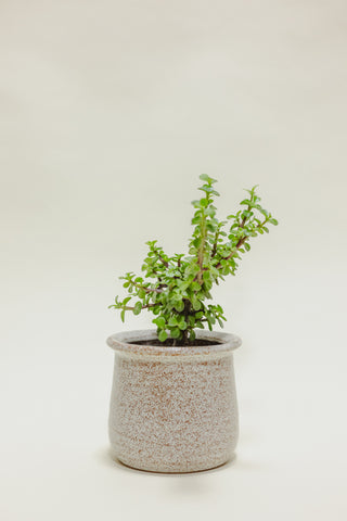 Jade Bonsai Tree