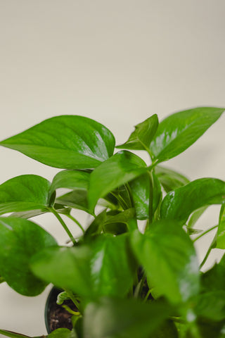 Pothos Jade