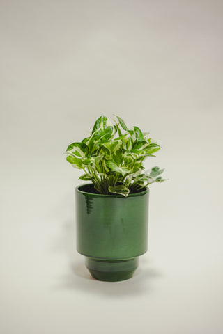 Pothos N'joy