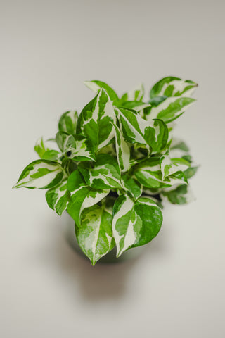 Pothos N'joy