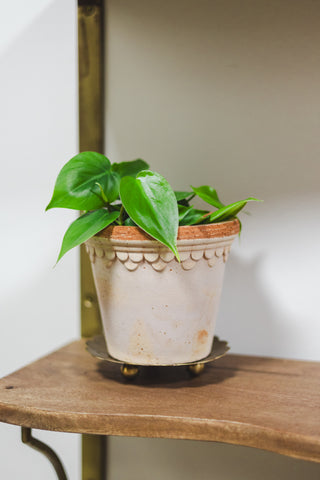 Philodendron Heart Leaf