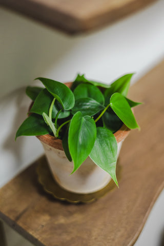 Philodendron Heart Leaf