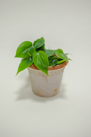 Philodendron Heart Leaf