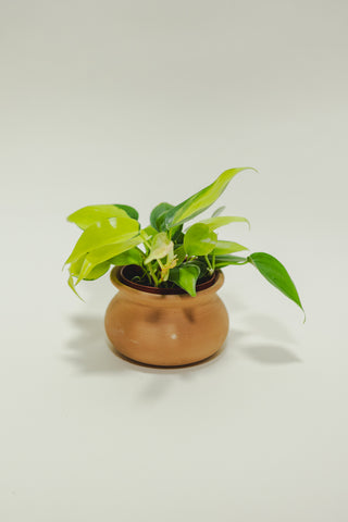 Philodendron Brasil