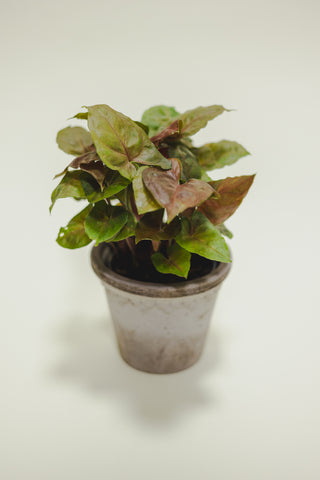 Syngonium Maria Allusion