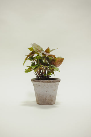Syngonium Maria Allusion