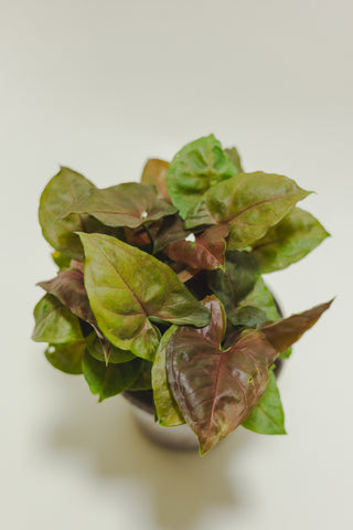 Syngonium Maria Allusion