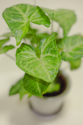 Syngonium White Butterfly