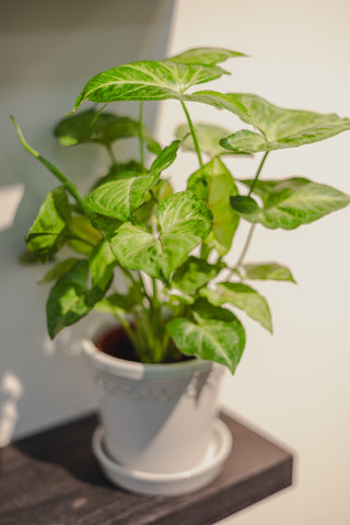 Syngonium White Butterfly