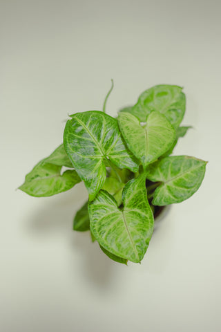 Syngonium White Butterfly